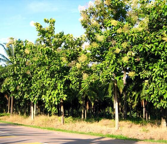 Teak Tree