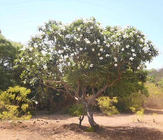 Temple Tree