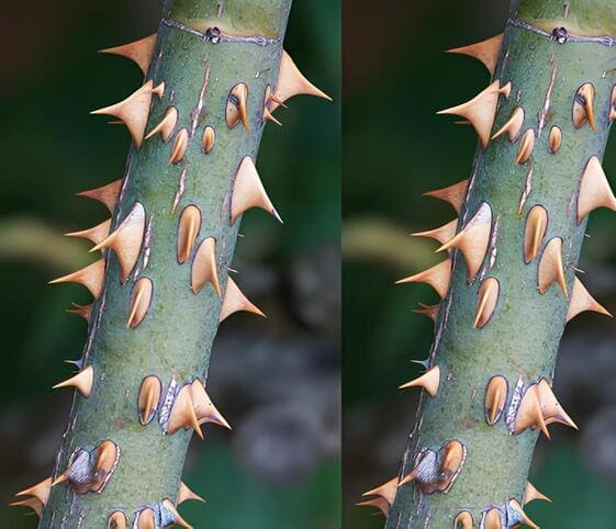 Thorn