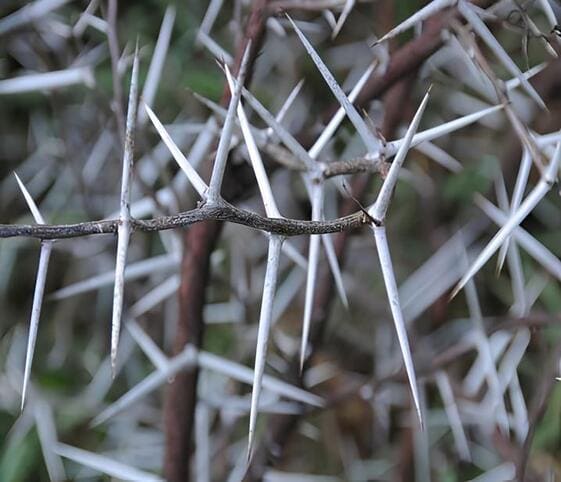 Thorn