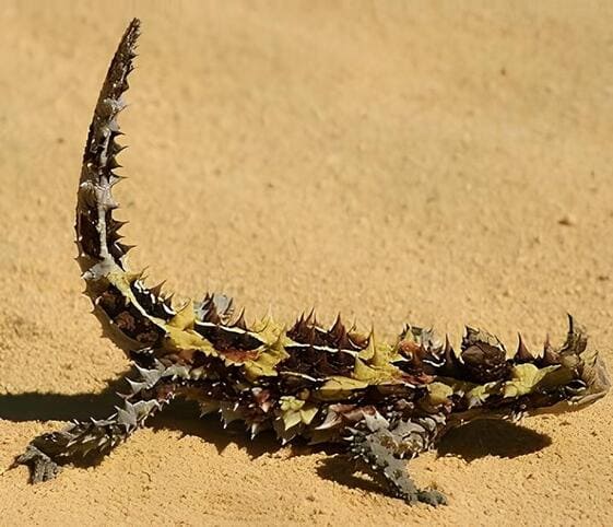 Thorny Devil Thorny Devil