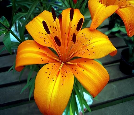 Tiger Lily Flower