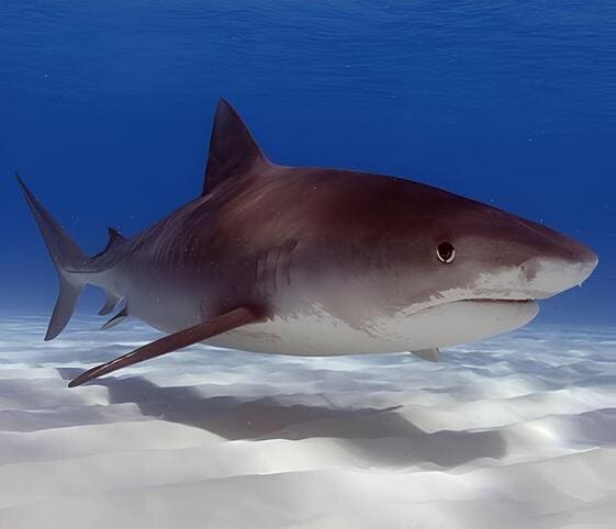 Tiger Shark Tiger Shark