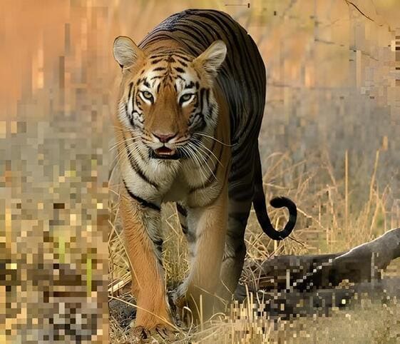 Tigress