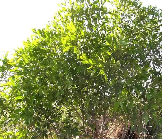 Toothbrush Tree