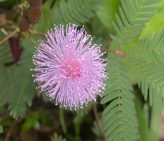 Touch-me-not Flower