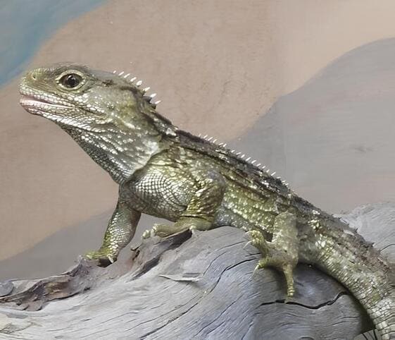 Tuatara Tuatara