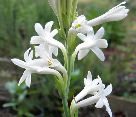 Tuberose Flower