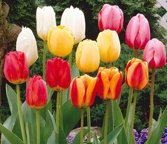 Tulip Flower