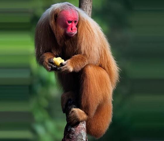 Uakari