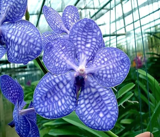 Vanda Orchid Flower