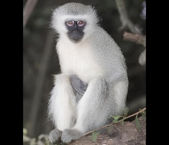 Vervet Monkey