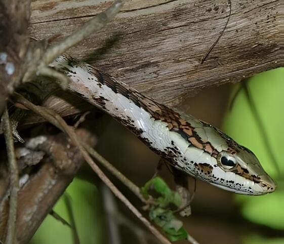 Vine Snake or Twig Snake Vine Snake or Twig Snake