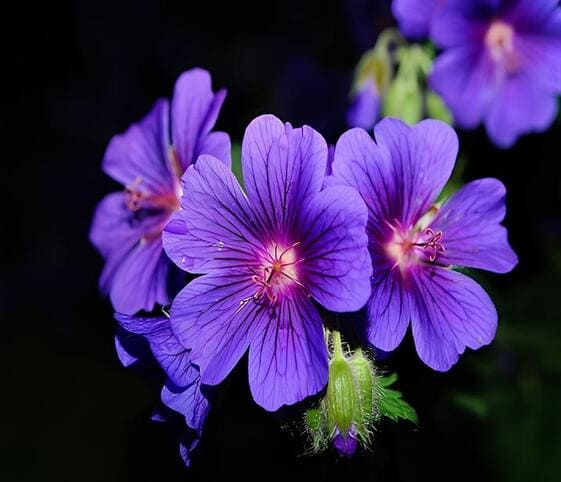 Violet Flower