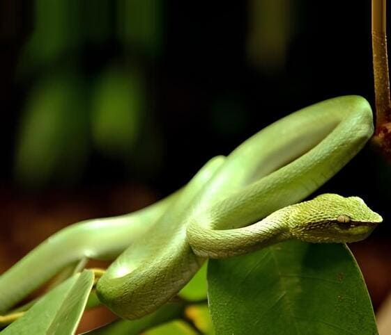Viper Viper