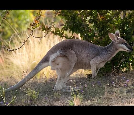 Wallaby