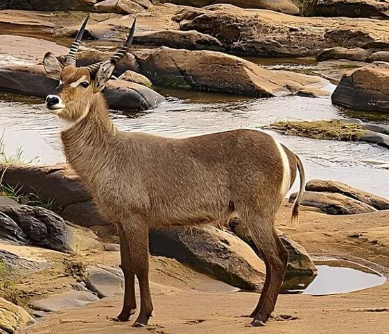 Waterbuck