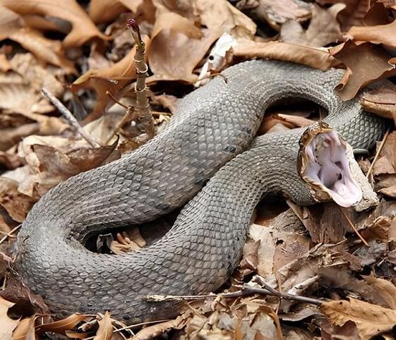 Western Cottonmouth Pit Viper Western Cottonmouth Pit Viper