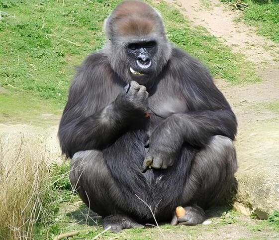 Western Lowland Gorilla