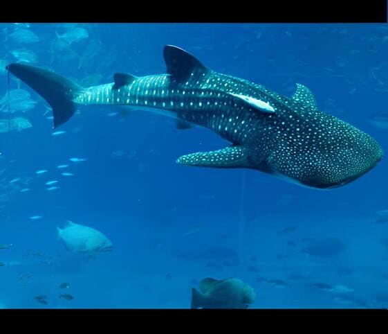 Whale Shark Whale Shark