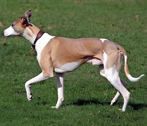 Whippet Dog