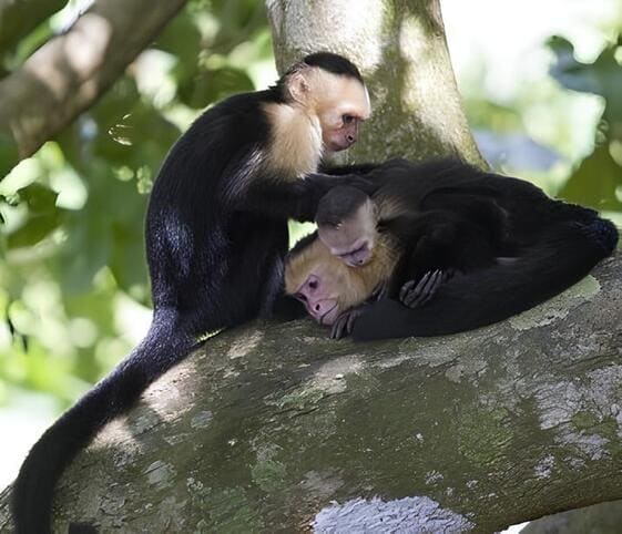 White Faced Capuchin