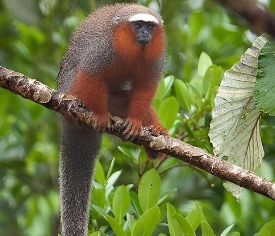 White Tailed Titi