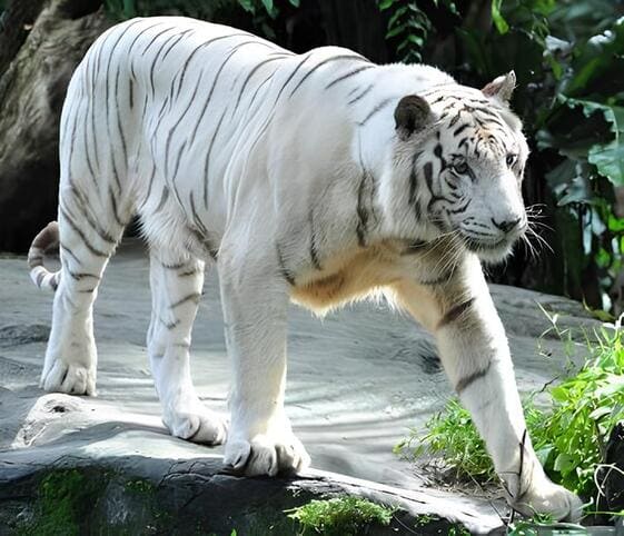 White Tiger
