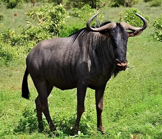 Wildebeest