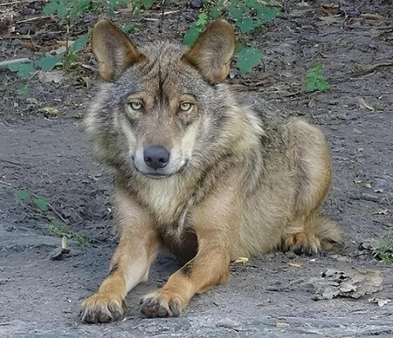 Wolf