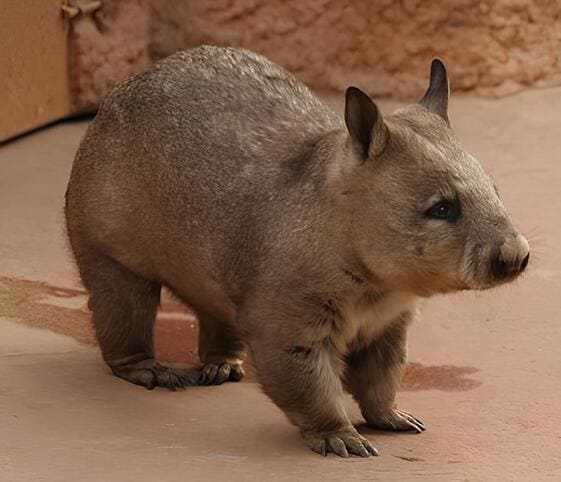 Wombat