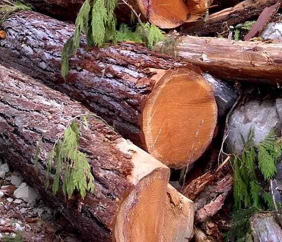 Wood