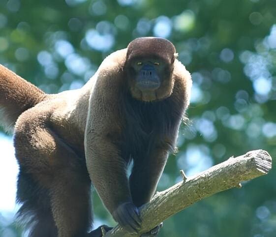 Woolly Monkey