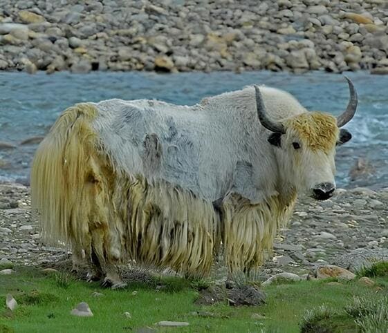 Yak