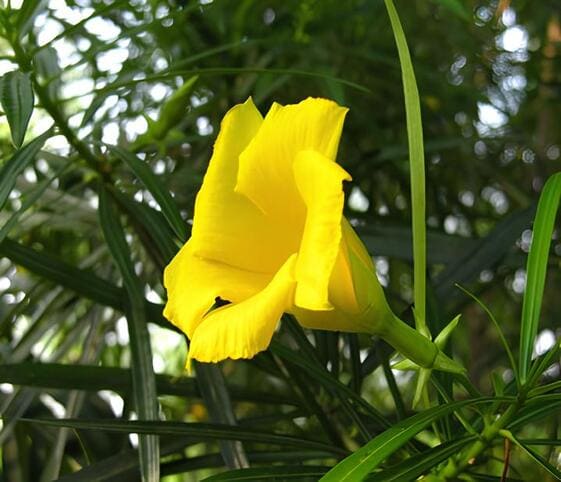 Yellow Oleander Flower