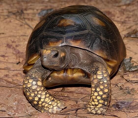 Yellow-footed Tortoise Yellow-footed Tortoise