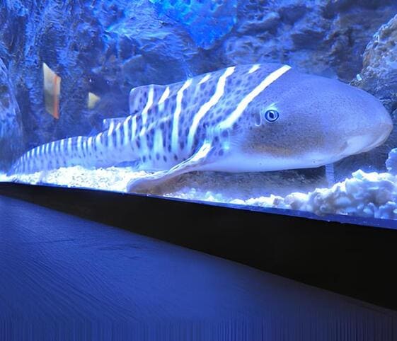 Zebra Shark Zebra Shark