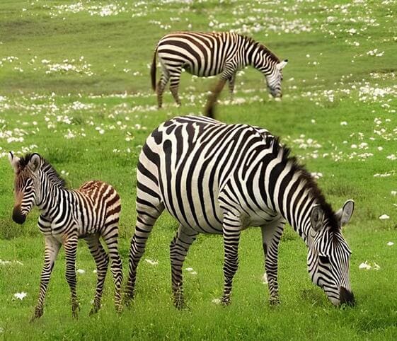 Zebra