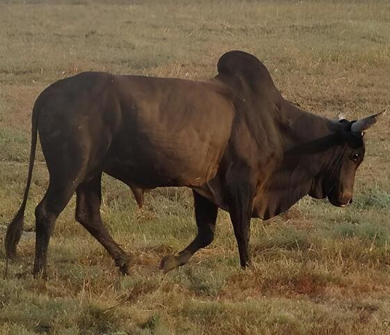 Zebu Bull