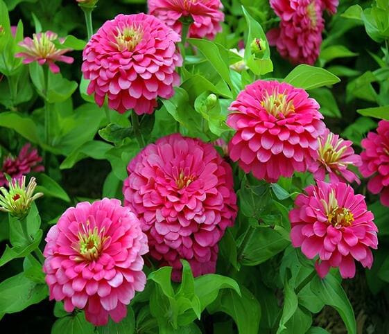 Zinnia Flower