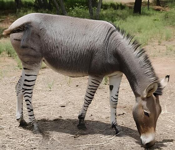 Zonkey