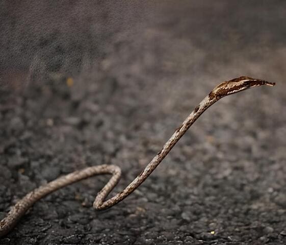Brown Vine Snake Brown Vine Snake