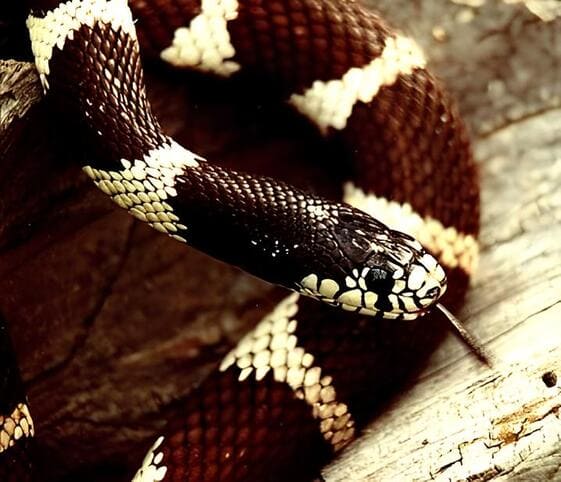 Kingsnake Kingsnake